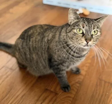 A young large-sized female Tabby (Brown / Chocolate) Domestic Short Hair cat named Mila for adoption in Liverpool, TX