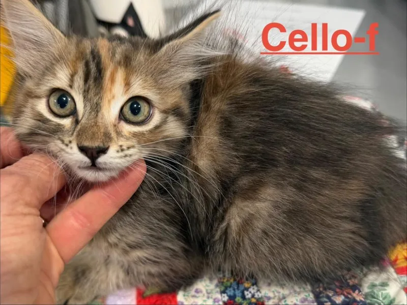 A baby small-sized female Tabby cat named Cello for adoption in Brookhaven, MS