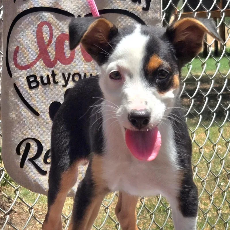 Dutton