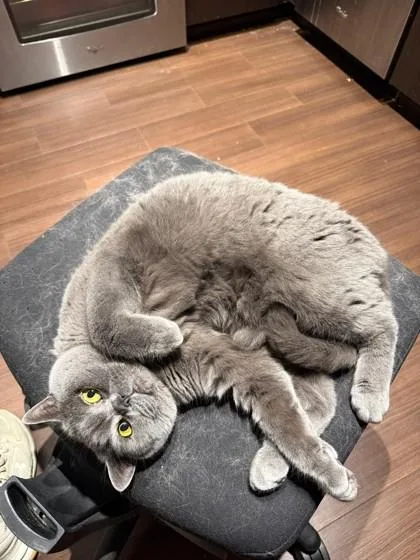 Pootisha thumbnail 2