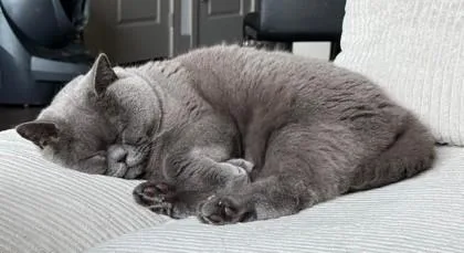 Pootisha thumbnail 3