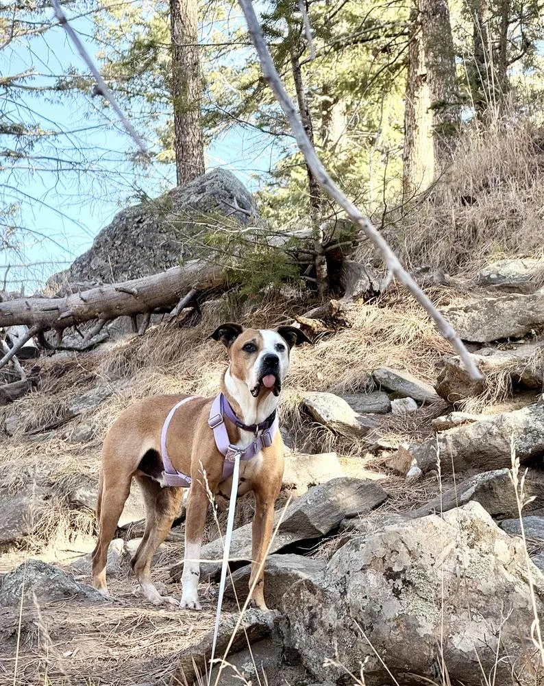 Rowdy Roo thumbnail 4