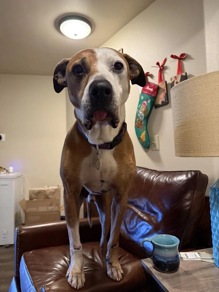 Rowdy Roo thumbnail 5