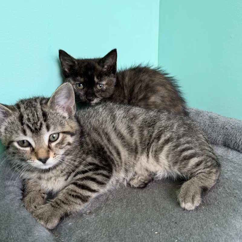 A baby small-sized female Tortoiseshell Domestic Short Hair cat named Acai for adoption in Marion, VA