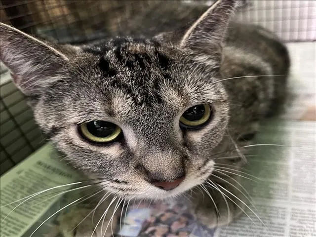 A young medium-sized female Domestic Short Hair cat named Loca for adoption in Los Angeles, CA