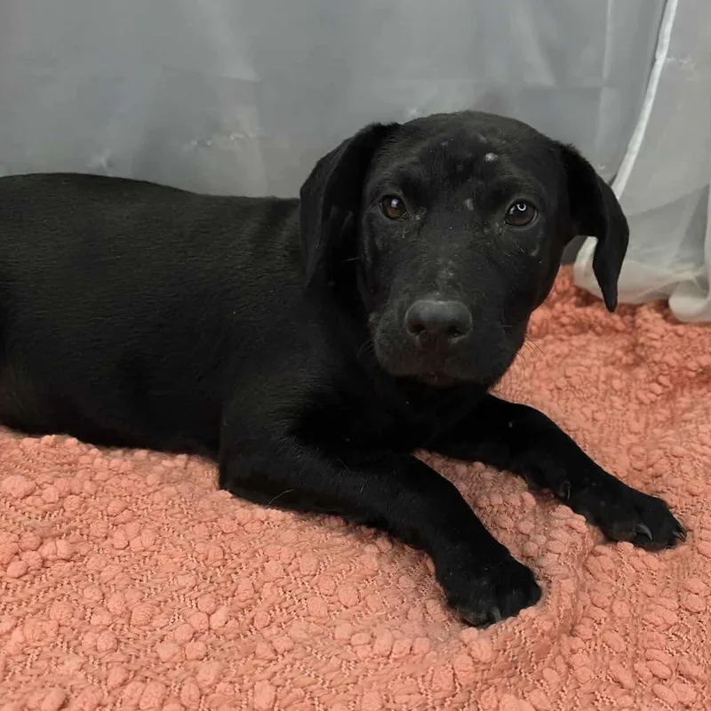 Magnolia thumbnail 3