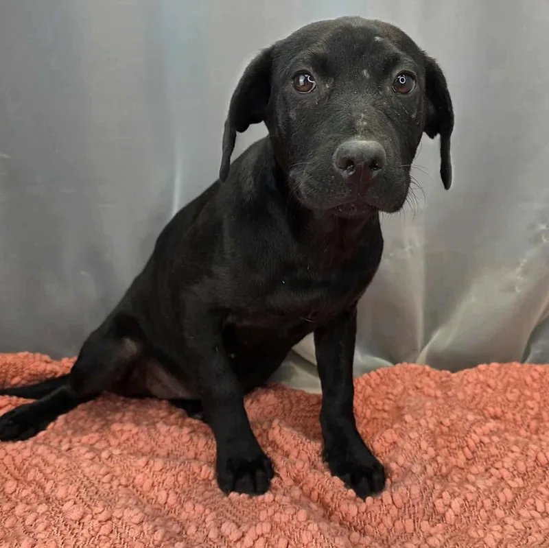 Magnolia thumbnail 4