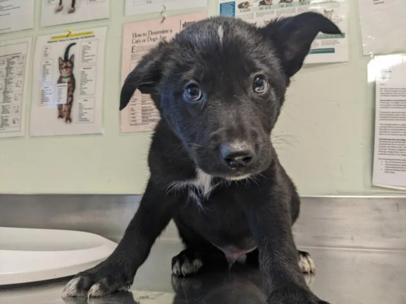 A baby small-sized male German Shepherd Dog dog named Miss Fame for adoption in Santa Cruz, CA