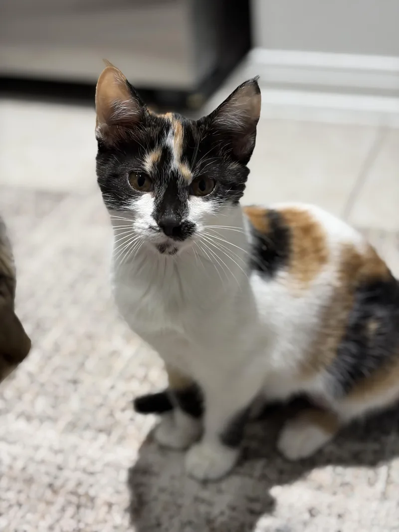 A baby medium-sized female Domestic Short Hair cat named Penelope for adoption in Houston, TX