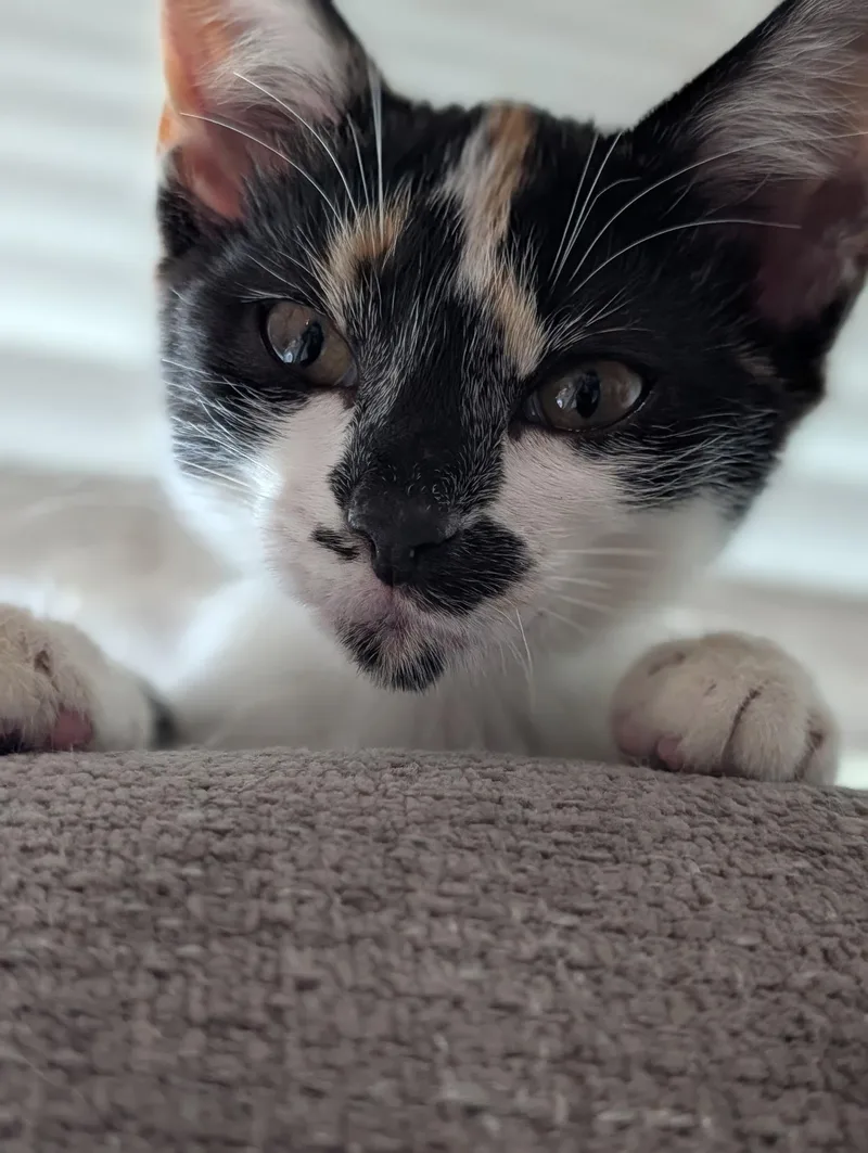Penelope thumbnail 5
