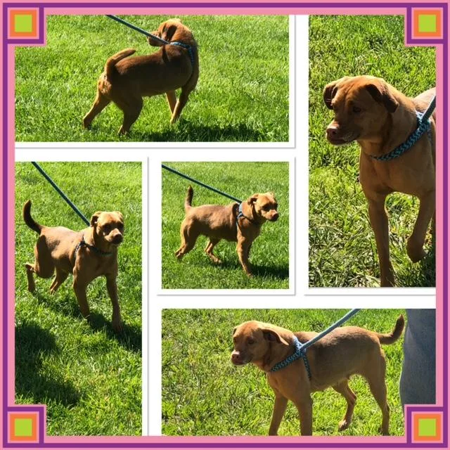 An adult small-sized female Red / Chestnut / Orange Mixed Breed dog named Honey Bee for adoption in Buckhannon, WV