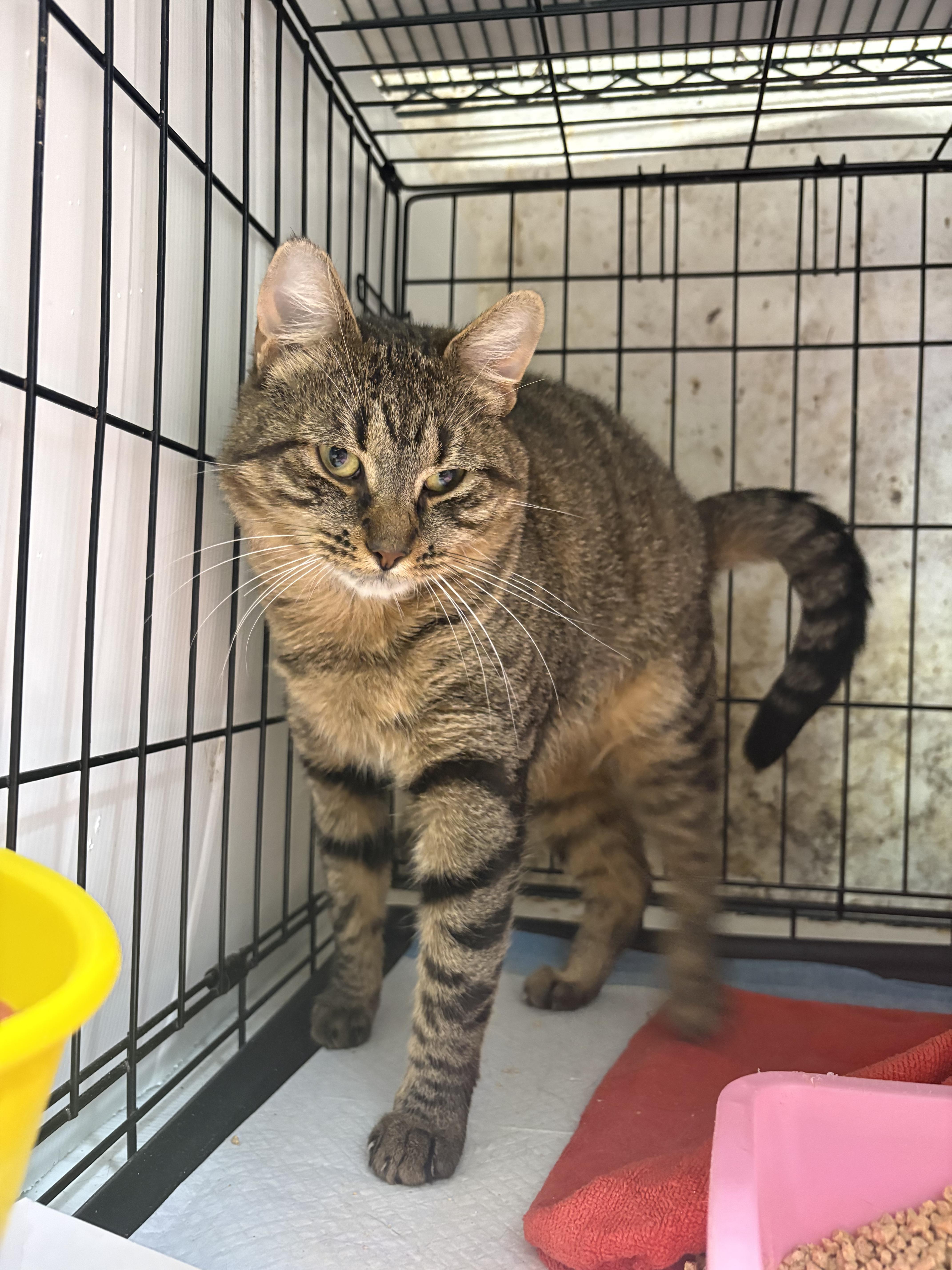 An adult medium-sized male Domestic Medium Hair cat named ATLAS sweet shy for adoption in New York, NY