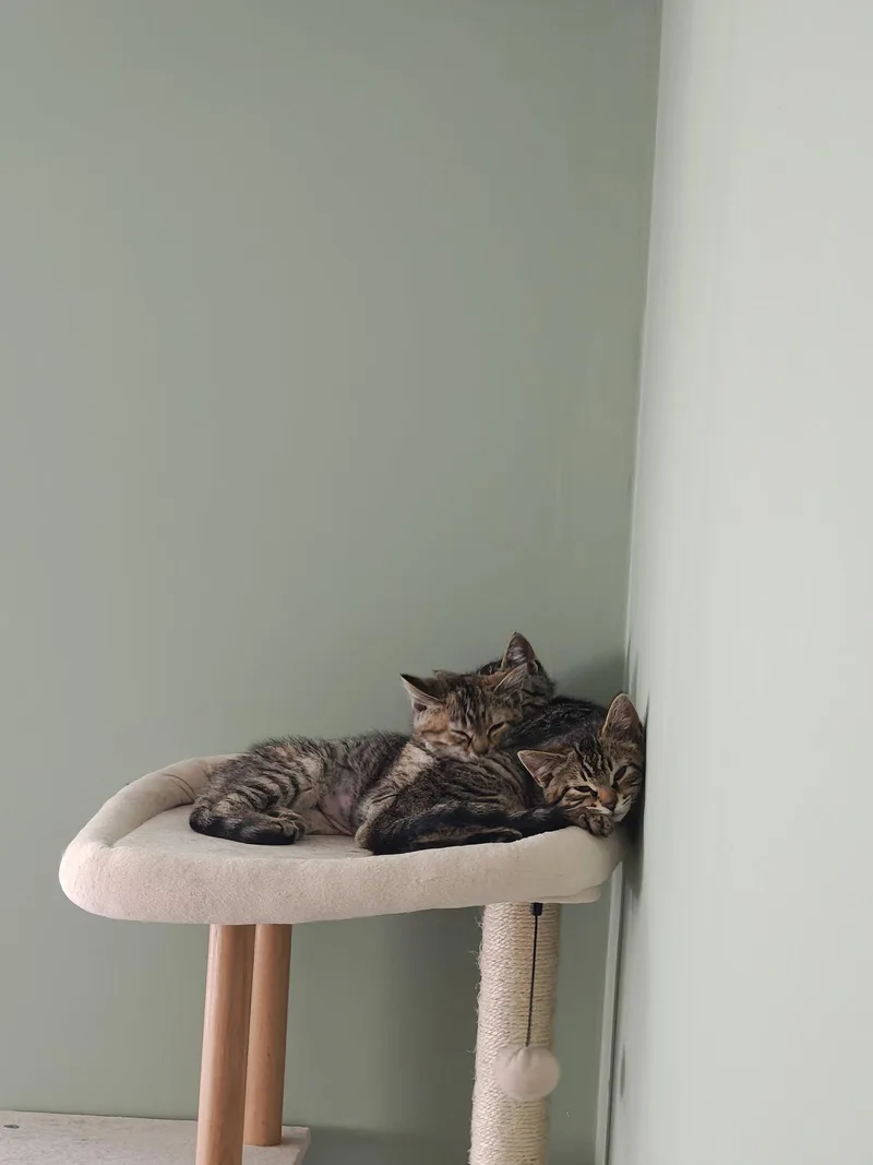 A baby medium-sized female Domestic Medium Hair cat named Sesame for adoption in Rochester, NY