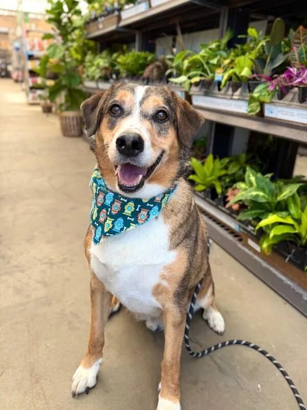 An adult medium-sized male Brown / Chocolate Coonhound dog named Copper for adoption in Fruit Heights, UT