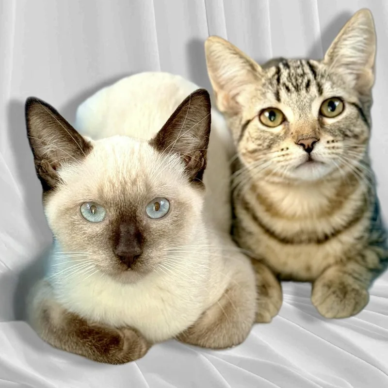 A baby small-sized female Brown / Chocolate Domestic Short Hair cat named Loren for adoption in Los Angeles, CA