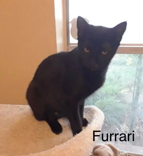 An adult medium-sized female Black Domestic Short Hair cat named Furrari for adoption in Dallas, TX