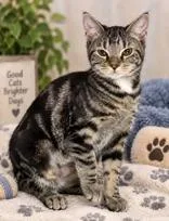 A baby medium-sized female Tabby (Gray / Blue / Silver) Domestic Short Hair cat named Sahara for adoption in Portsmouth, OH