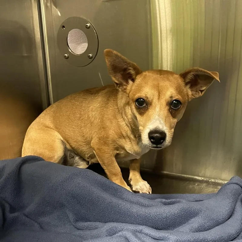 A young small-sized female Golden Chihuahua dog named Ursula SPWAStray for adoption in Spokane, WA