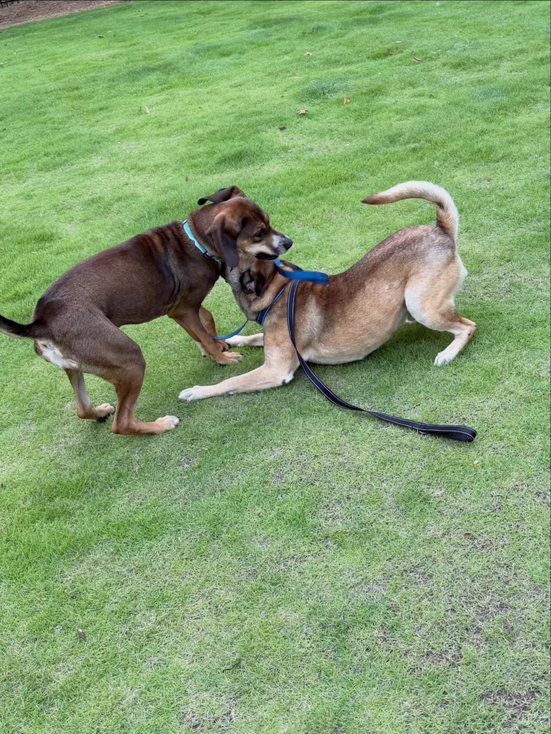 An adult large-sized male Red / Chestnut / Orange Labrador Retriever dog named Buddy for adoption in Lake Wylie, SC
