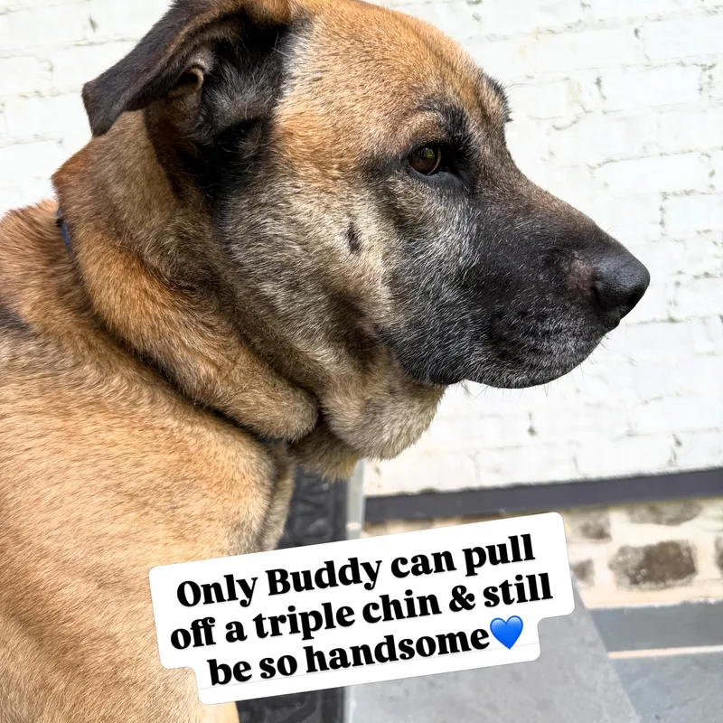 Buddy thumbnail 6