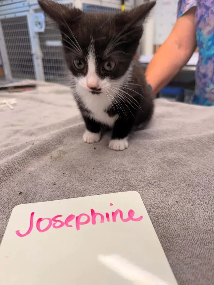A baby small-sized female Black & White / Tuxedo Domestic Short Hair cat named Josephine for adoption in Vancouver, WA