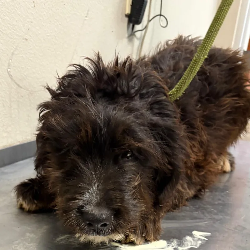A baby medium-sized male Terrier dog named Wonka for adoption in Yuma, AZ