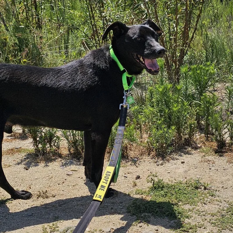 A senior medium-sized male Black Mixed Breed dog named Ollie for adoption in San Diego, CA