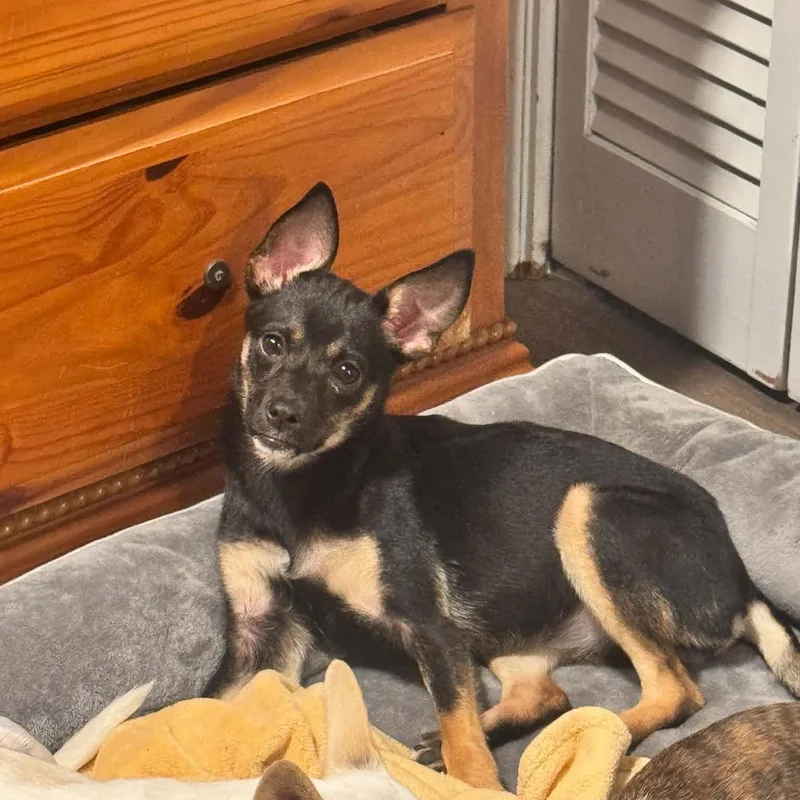 A young small-sized female Chihuahua dog named Bambi for adoption in Lucedale, MS