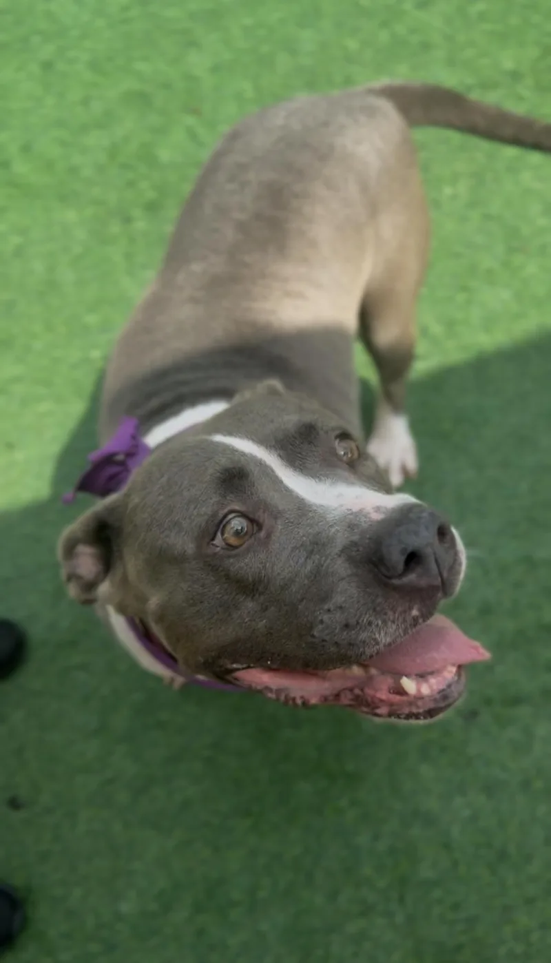 An adult medium-sized female Gray / Blue / Silver American Staffordshire Terrier dog named Clementine for adoption in Houston, TX