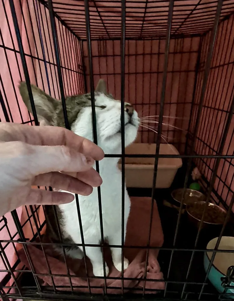 An adult medium-sized male Domestic Short Hair cat named Pharoahjenkintown Ps for adoption in Greenville, DE