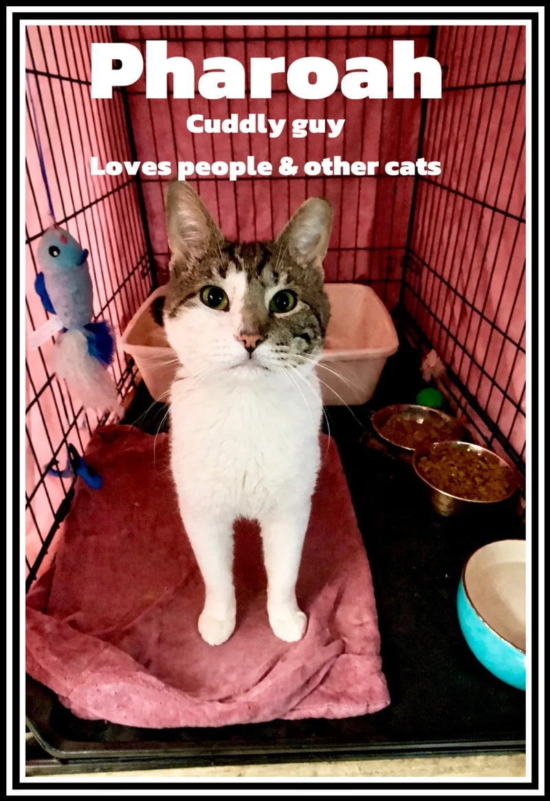 Pharoahjenkintown Ps thumbnail 2