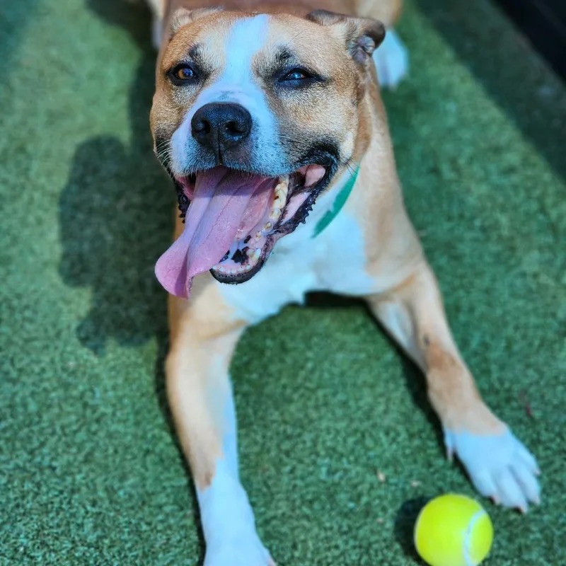 An adult large-sized male Yellow / Tan / Blond / Fawn Mixed Breed dog named Ollie for adoption in Greensboro, NC