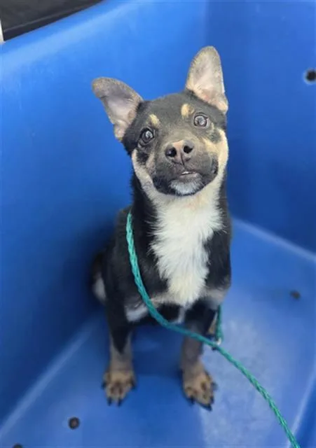 A baby medium-sized male Mixed Breed dog named Skeeter for adoption in Dallas, TX
