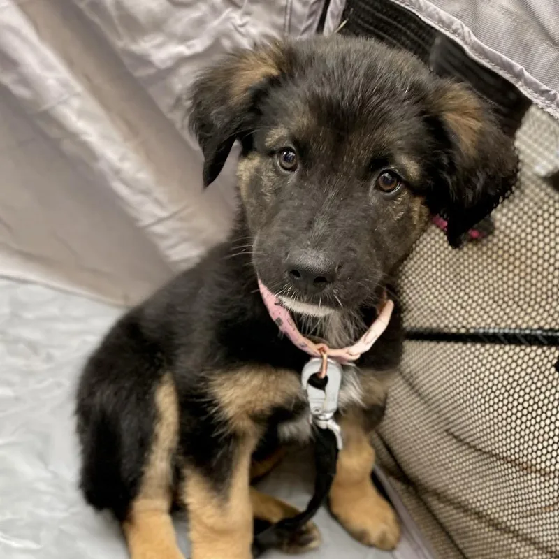 Stella