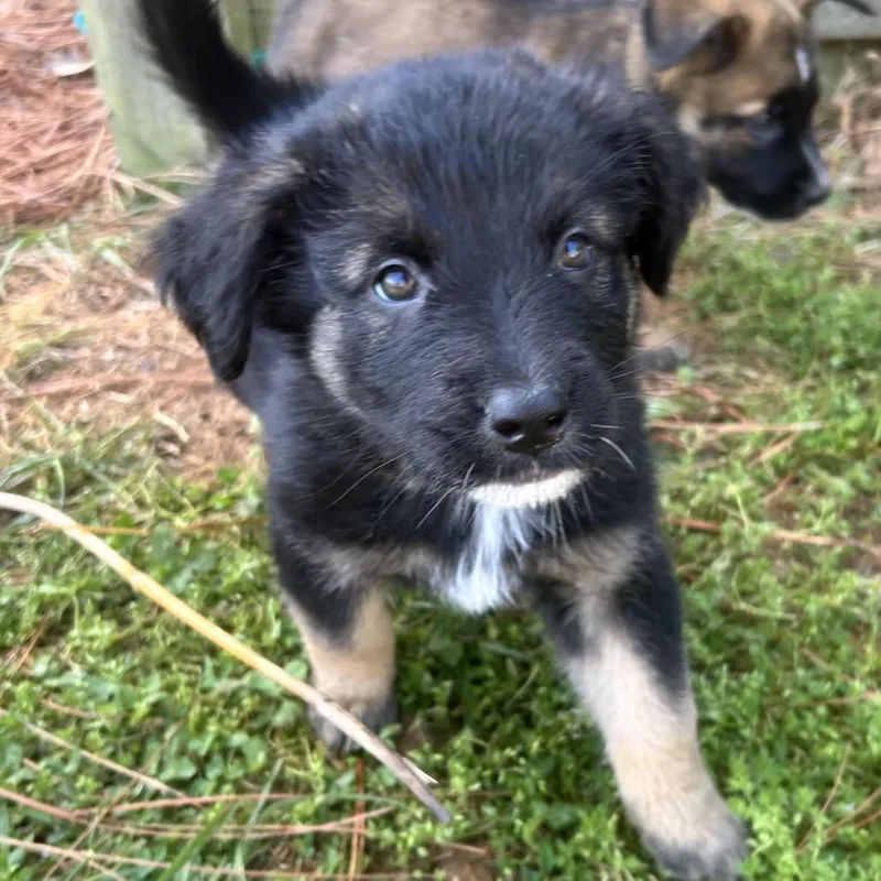Stella thumbnail 4