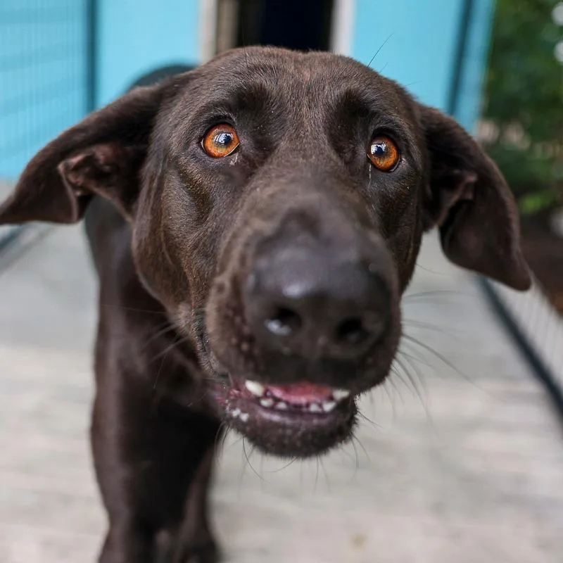 An adult large-sized female Black Retriever dog named Malfina for adoption in Bradenton, FL