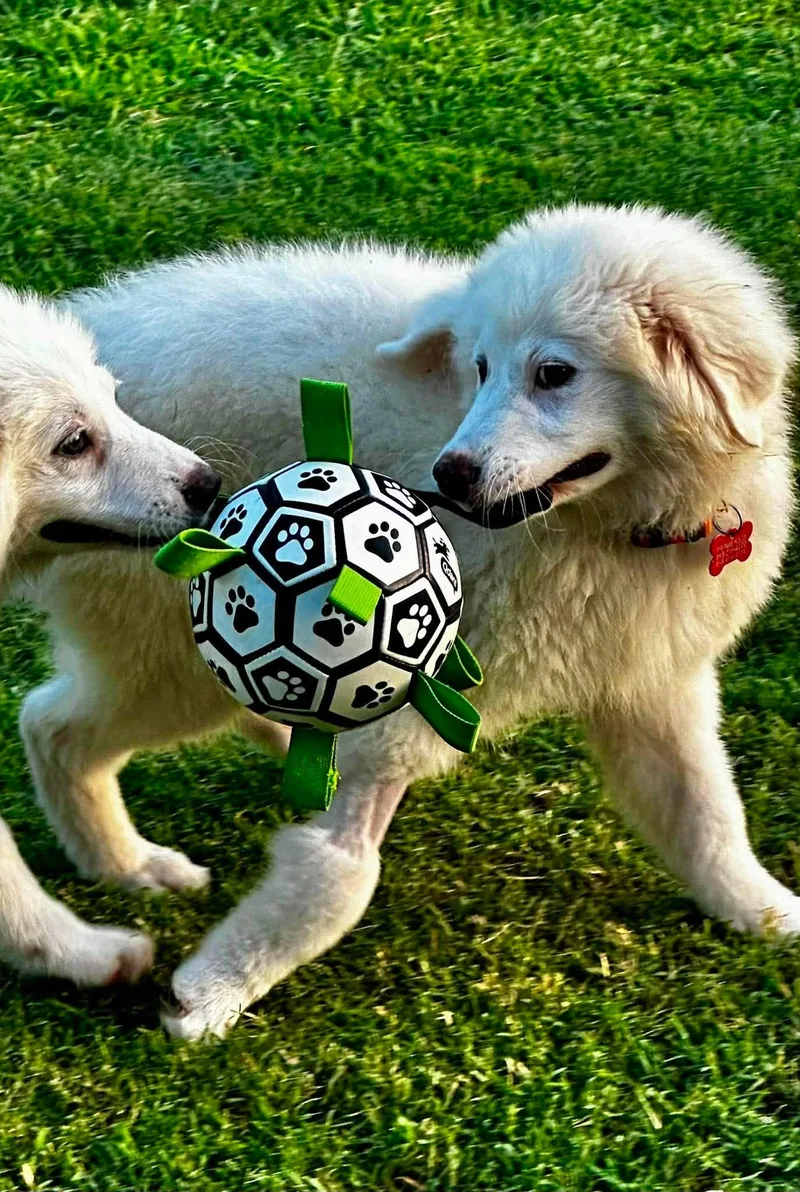 A baby large-sized female White / Cream Great Pyrenees dog named Honor for adoption in Kiowa, OK