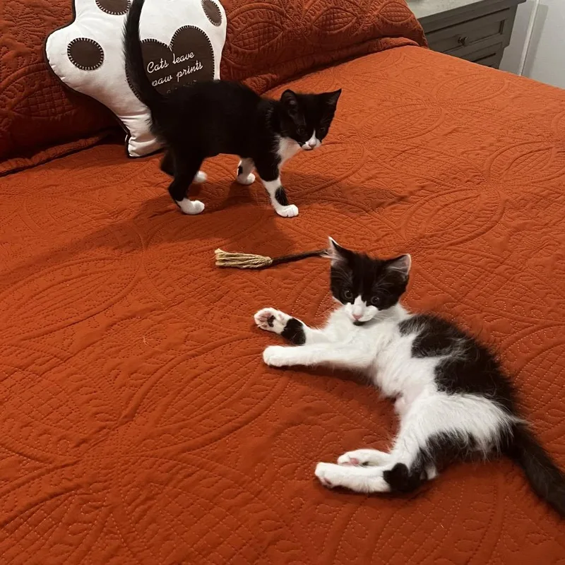 A baby small-sized female Black Domestic Short Hair cat named Juliet for adoption in Houston, TX