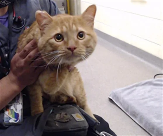 An adult small-sized male Domestic Short Hair cat named Jaxon for adoption in Denver, CO
