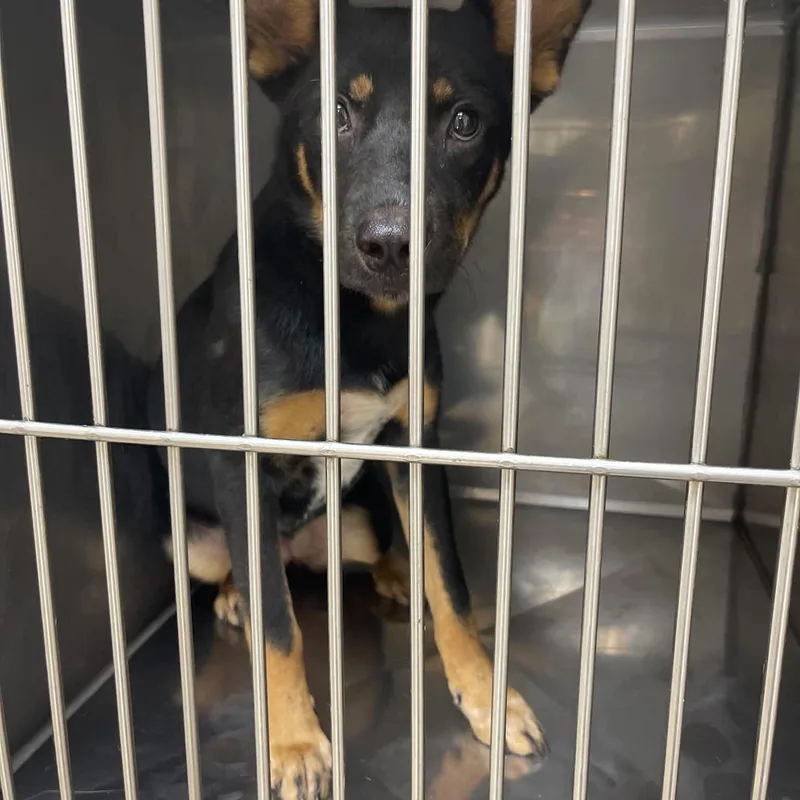 A young medium-sized female Tricolor (Brown, Black, & White) Mixed Breed dog named Jimma for adoption in Fort Payne, AL