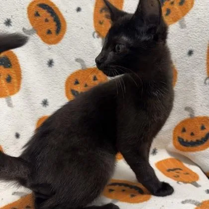 A baby small-sized male Domestic Short Hair cat named Michael Scott for adoption in Janesville, WI