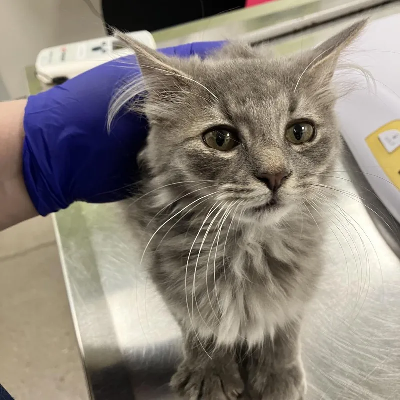 A baby small-sized female Domestic Long Hair cat named 112057 for adoption in Las Cruces, NM