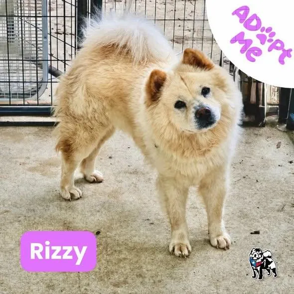 Rizzy