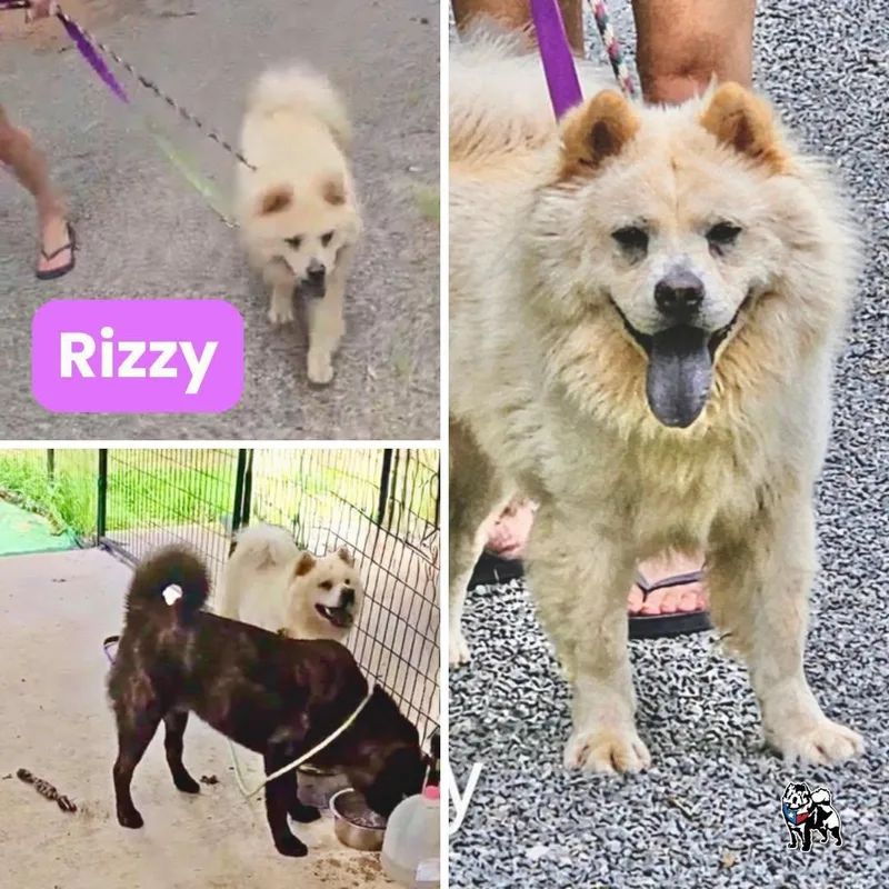 Rizzy thumbnail 2