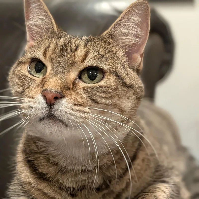 A young medium-sized female Tabby (Brown / Chocolate) American Shorthair cat named Princess Martha May for adoption in Bloomfield, NJ