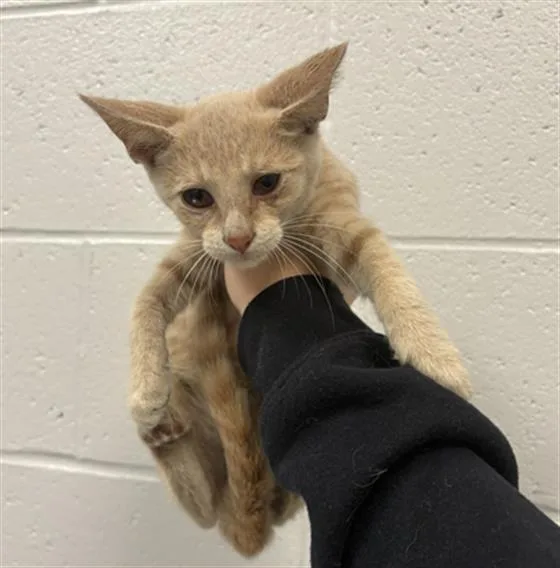 A baby small-sized male Domestic Short Hair cat named Ollie for adoption in Indianapolis, IN