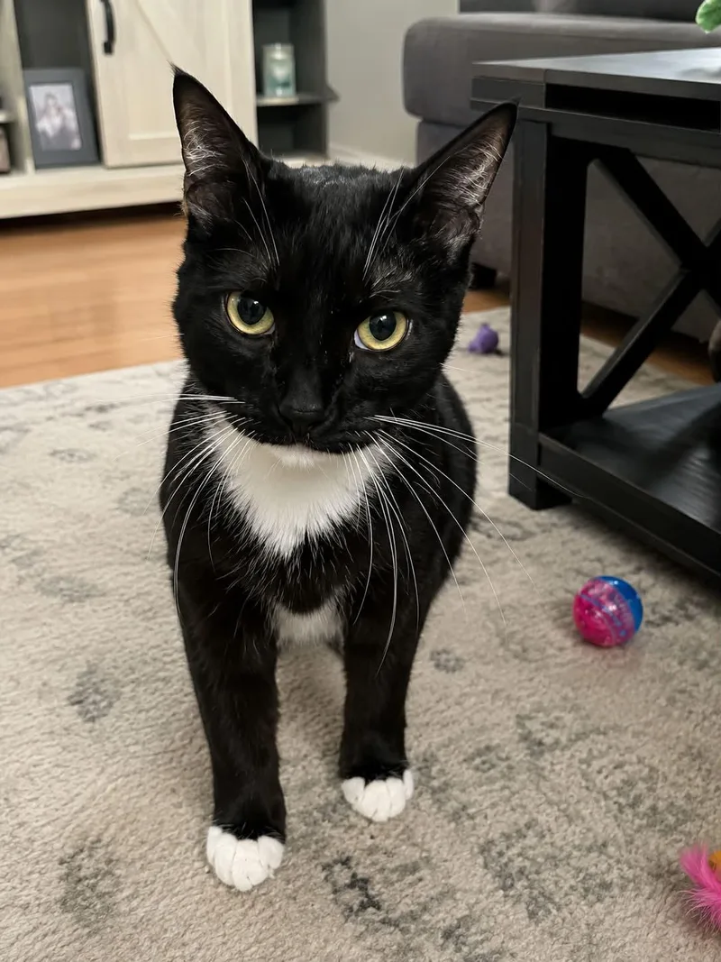 A young medium-sized female Black & White / Tuxedo Tuxedo cat named Penelope for adoption in Antioch, CA