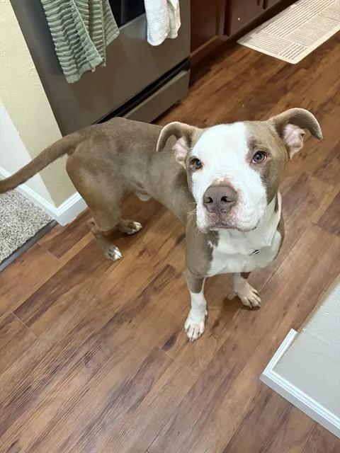 A young large-sized male Terrier dog named Goofy for adoption in Olivette, MO