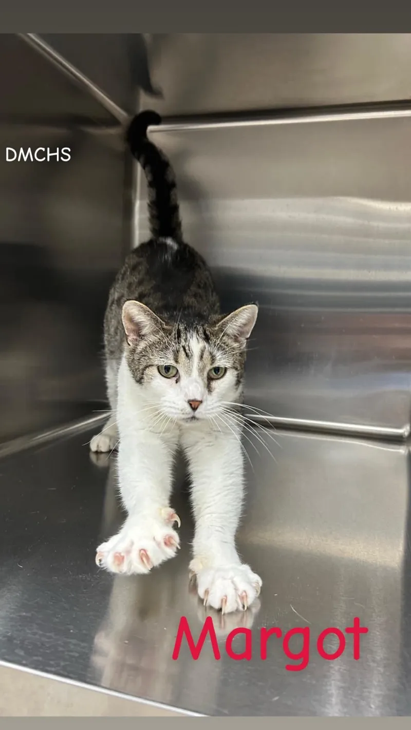 A young medium-sized female White Domestic Short Hair cat named Margot for adoption in Burlington, IA