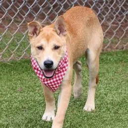 A young medium-sized male Yellow / Tan / Blond / Fawn Cattle Dog dog named CT Buster for adoption in Eastford, CT